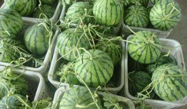 摆摊网红吃瓜视频大全,趣味视频大全集锦