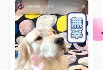 抖音狗崽爆料视频大全最新