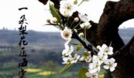 一枝梨花压海棠在线观看,穿越时空的浪漫邂逅