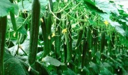 今日吃瓜必吃大瓜 免费,揭秘娱乐圈最新热点事件