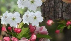 一枝梨花压海棠在线观看,穿越时空的浪漫邂逅