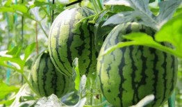 吃瓜免费拿,免费拿惊喜！