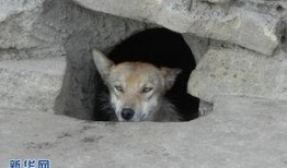 野狼在线观看,狂野追踪，热血沸腾的冒险之旅