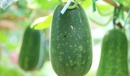 今日吃瓜必吃大瓜 免费,揭秘娱乐圈最新热点事件