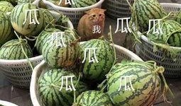 娱乐搬料吃瓜,明星幕后故事大曝光！