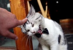 胖猫事件最新爆料,最新爆料揭露惊人内幕